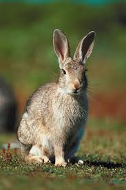 keep rabbits from eating sunflowers