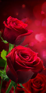 beautiful red rose wallpapers