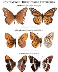 Northwest Butterflies Naming Lepidoptera