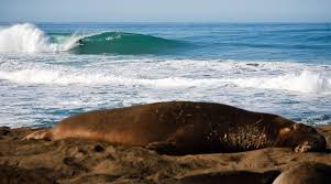 Californias 10 Best Surfing Campsites Surfing Surf News