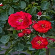 rosa x flower carpet scarlet rose siteone