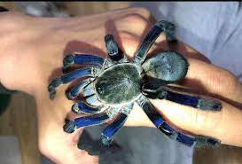 My Home Nature - Cobalt blue tarantula (Cyriopagopus... | Facebook