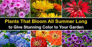 22 plants that bloom all summer long
