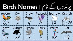 list of birds name in english with urdu