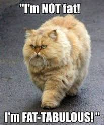 Fluffiness on Pinterest | Fat Cats, Fat Dogs and Llama Face via Relatably.com
