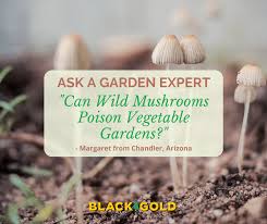 wild mushrooms poison vegetable gardens