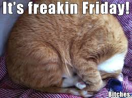 Check spelling or type a new query. It S Freakin Friday Mylo The Cat Know Your Meme