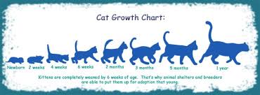 Cat Kitten Growth Chart Kitten Growth Chart Cats Cats