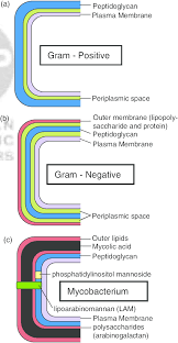 Diagram Demonstrating Of The Cell Wall Structure Of A