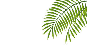 free vectors palm leaves background
