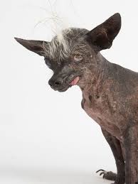 See more ideas about cute animals, i love dogs, puppies. World S Ugliest Dog Contest Winners Photos People Com