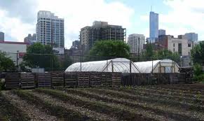 Urban Agriculture Projects In Chicago