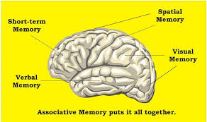 What is Visual Spatial Working Memory? – South County Child & Family Consultants