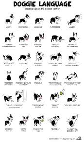Image Result For Boston Terrier Puppy Weight Chart Pets