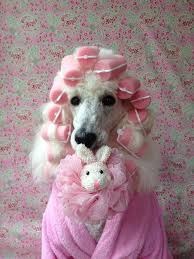 Image result for dog in curlers