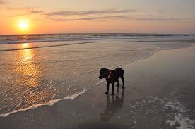 beach dog rules and regulations for