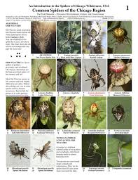 Common Spiders Of The Chicago Region