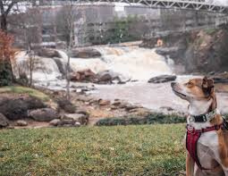 your dog friendly guide to greenville sc