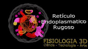 aula 7 retículo endoplasmático rugoso
