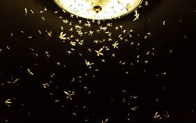 Why Are Insects Attracted To Light In