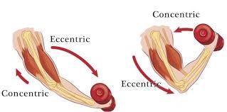concentric and eccentric contractions