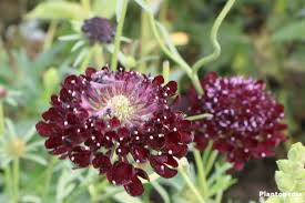 scabiosa plants types and how to
