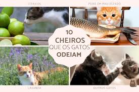 10 cheiros que os gatos odeiam