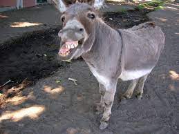 funny donkey wallpapers top free