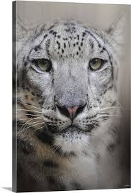 Stare Of The Snow Leopard Wall Art