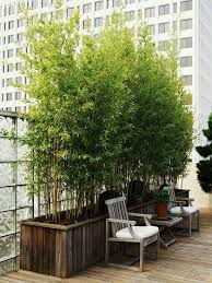 Keeping Bamboo In Pots For Privacy Screen