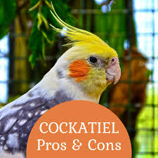 pros and cons of atiels as pets