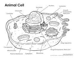 Plant cells have plastids essential in photosynthesis. Printable Animal Cell Diagram Labeled Unlabeled And Blank