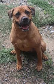 Please let no one buy this corrupted breeds to serve as a deterrent to him and his likes. Dog For Adoption Penelope A Boerboel Mix In Chester Springs Pa Petfinder
