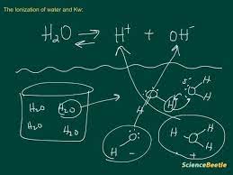 The Self Ionization Of Water And Kw