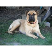Our bullmastiff puppies are raised under foot in my home and are well socialized with other animals, adults, and children. Whitehawk Bullmastiffs Bullmastiff Breeder In Mount Morris Michigan