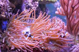 sea anemones flowers of the ocean