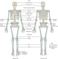 Refer to as you study the following section. Unit 12 The Skeletal System Douglas College Human Anatomy Physiology I 2nd Ed
