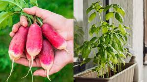 Fast Growing Vegetables To Plant In