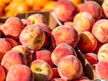 why-are-colorado-peaches-so-good