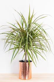 Átlagos igényű szobanövények, néhány egyszerű tanácsot betartva sokáig az. Sarkanyfa Gondozasa Igenyei Szaporitasa Betegsegei Plants