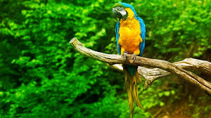 blue and yellow macaw hd wallpaper