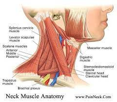 Neck diagram of muscles, arteries, and skeleton. Neck Muscle Anatomy Sternocleidomastoid Muscle Neck Muscle Anatomy Muscle Anatomy