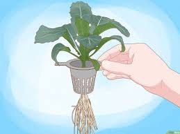 how to grow plants using hydroponics