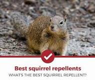 whats-the-best-squirrel-repellent