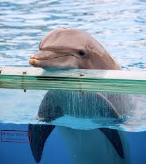 Dolphins in captivity | Sentient, The Veterinary Institute for Animal Ethics