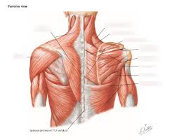 The rotator cuff is a collection of muscles and tendons that surround the shoulder, giving it support and allowing a wide range of motion. Perfect Apple Shoulder Muscles Diagram Posterior Human Muscle System Functions Diagram Facts Britannica Simple Quick Answers To Important Questions On Deltoid Muscle Rotator Cuff Muscles Muscles Of Scapular Region
