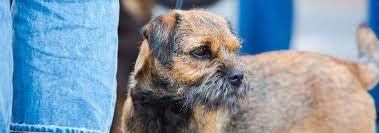 border terrier dog breed facts and