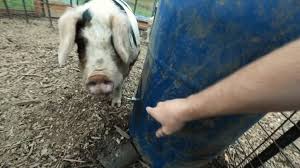 diy pig waterer abundant permaculture