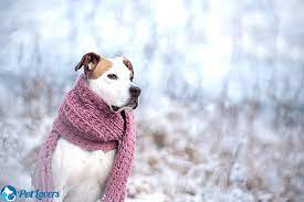 When Do Dogs Shed Their Winter Coat