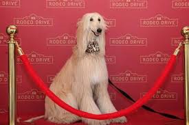 rodeo drive bold summer red carpet